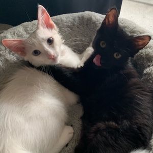 Meet your Posher, Yas